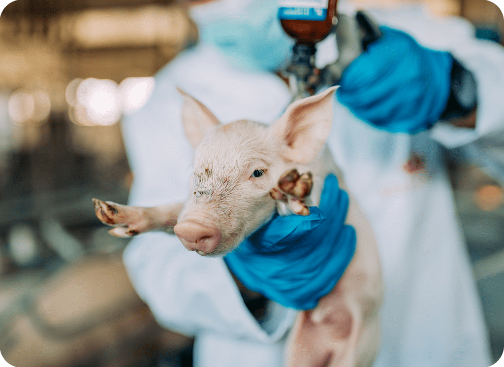 farm vet holding piglet